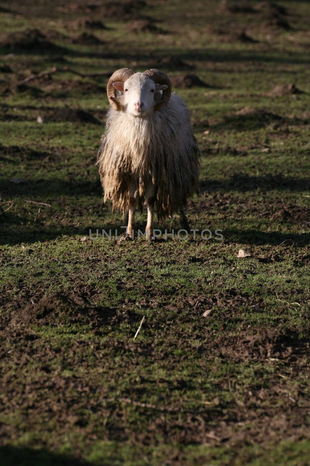 Shaggy farm animal