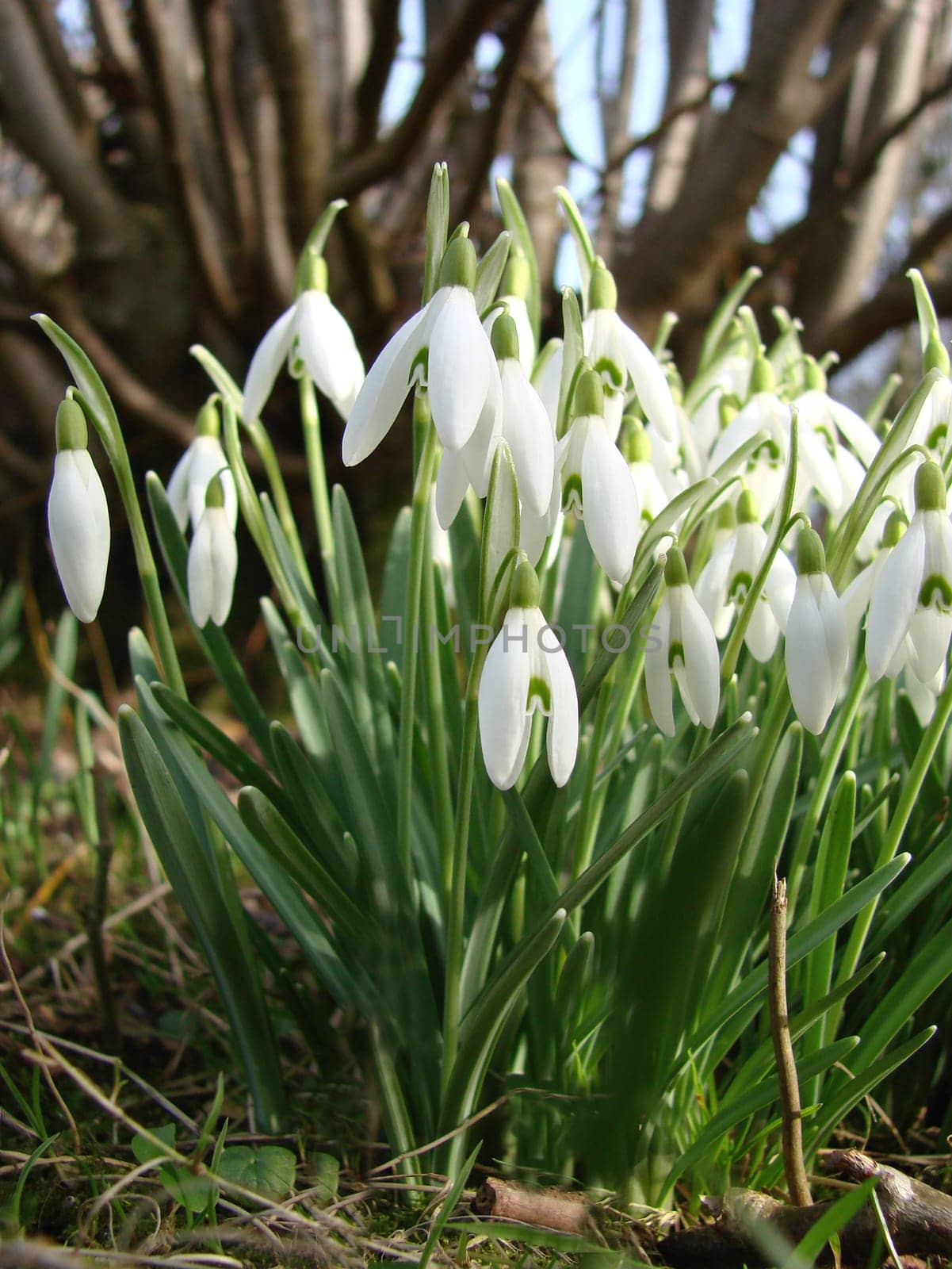 Snowdrop