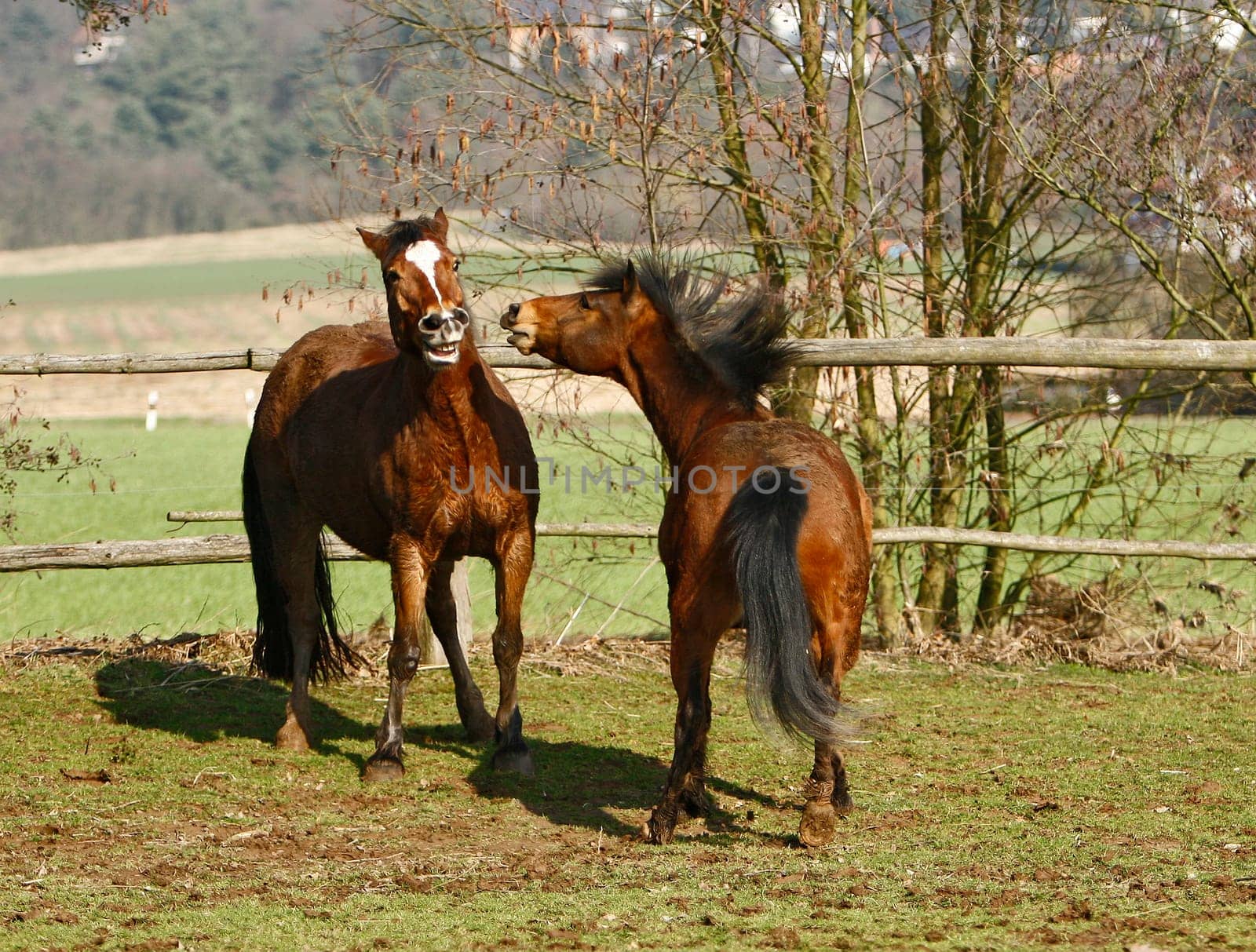 From today they were able to go back to the paddock to the stream,well and promptly it was time to romp again