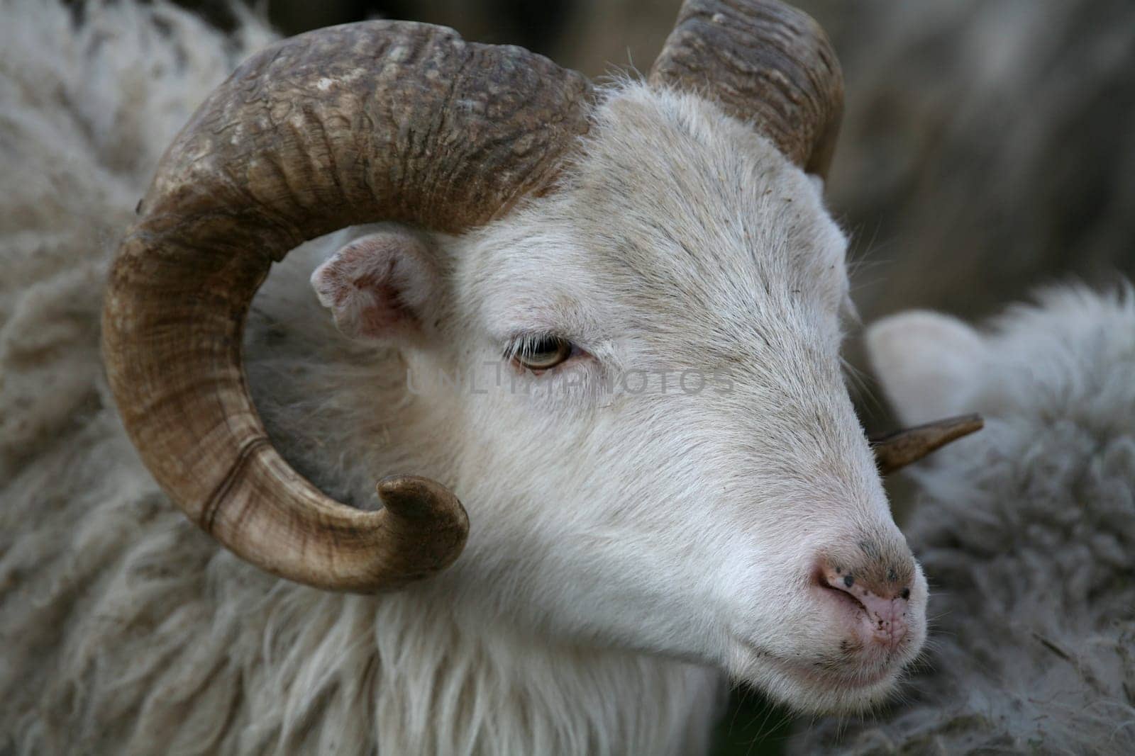 Shaggy farm animal
