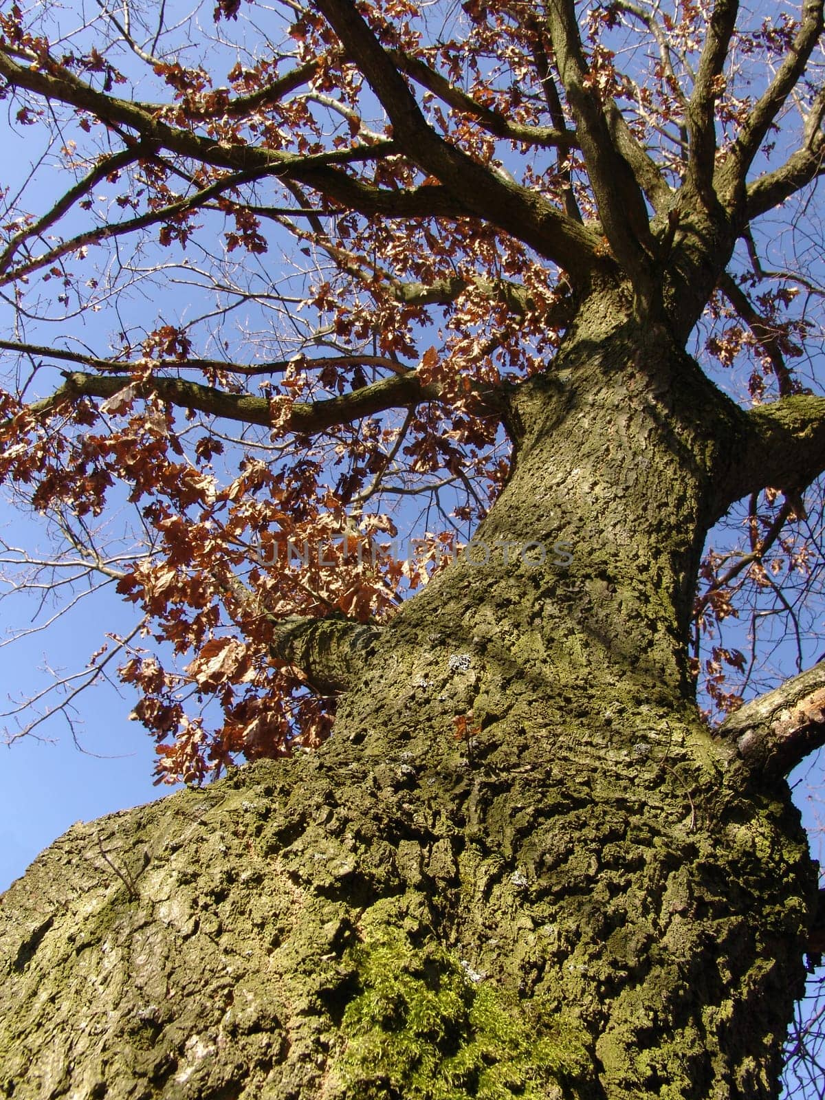 Oak in winter