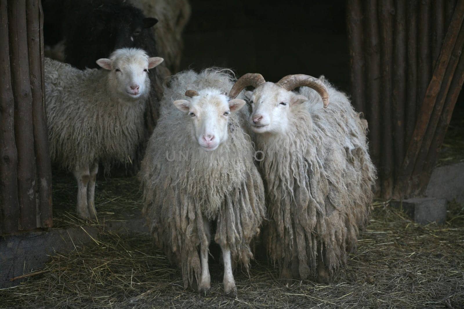 Skudden - this breed of sheep is on the Red List of Endangered Farm Animals!