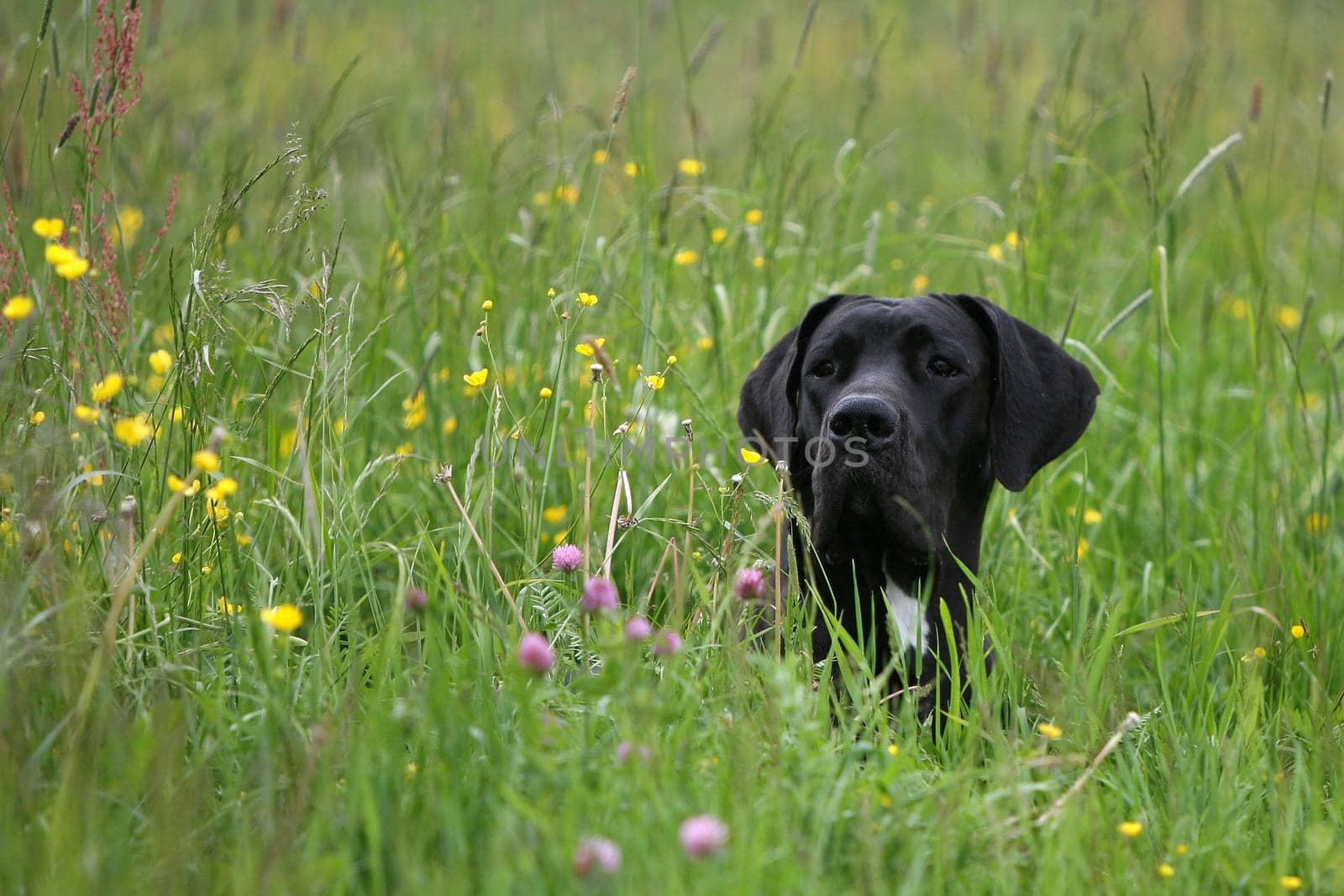Dog portrait in summer flower meadow