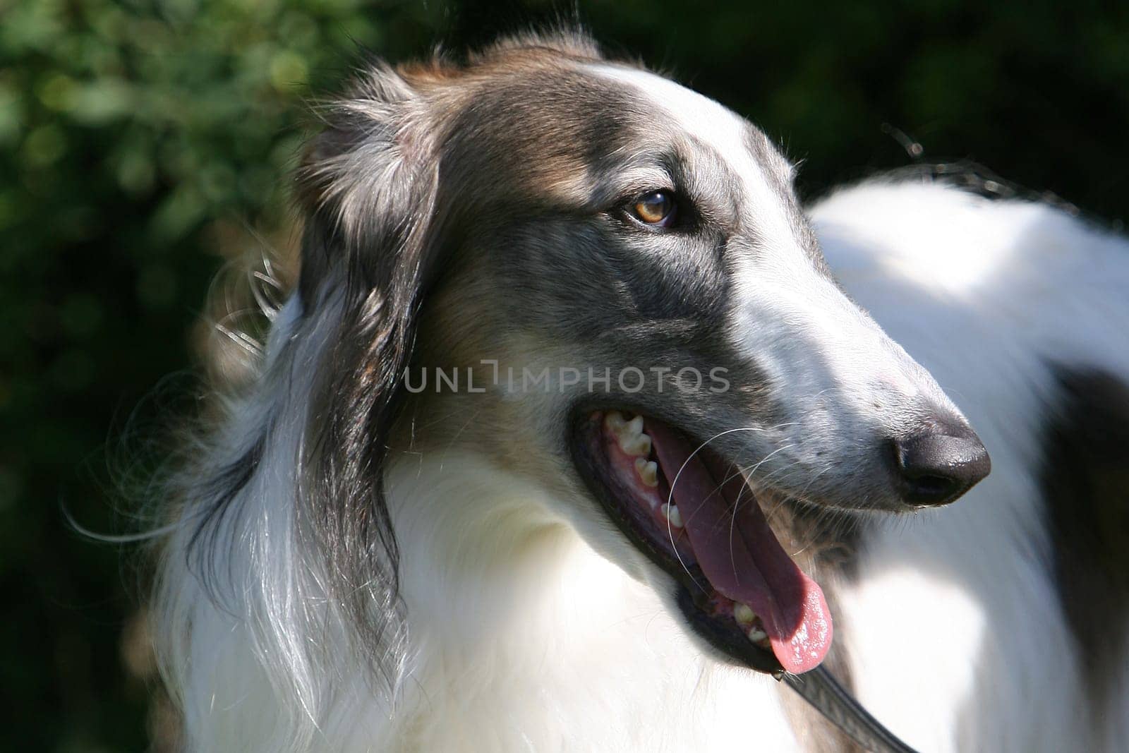 Borzoi - Portrait