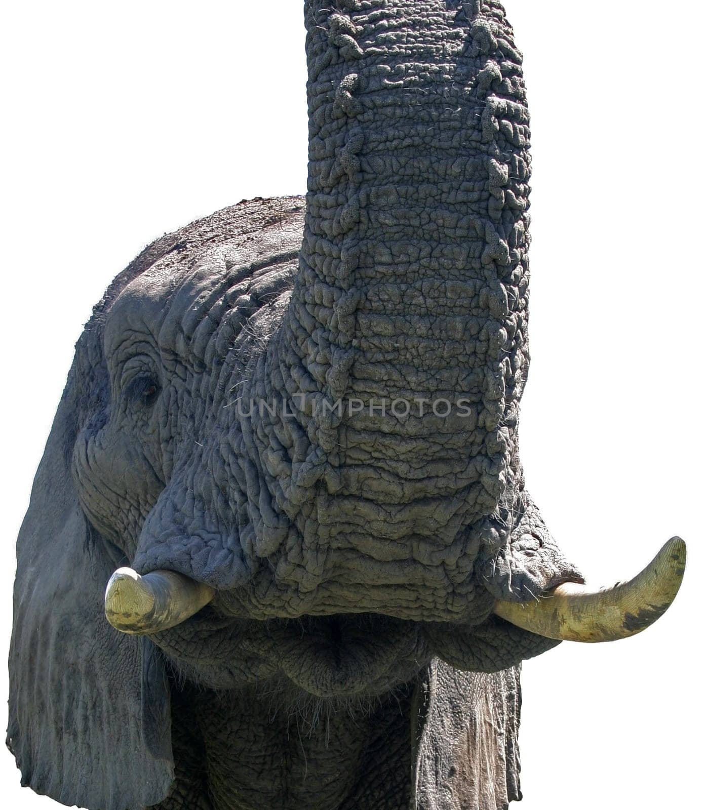 In the Okavango Delta lives an American with three elephants,which he has "adopted"" as orphans and accustomed to humans (not trained!). During the day he roams through the forest with his ""mini-herd"" and you can walk with him for a few hours. And off"