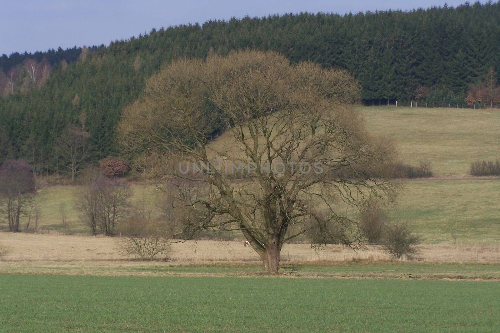 Primeval tree