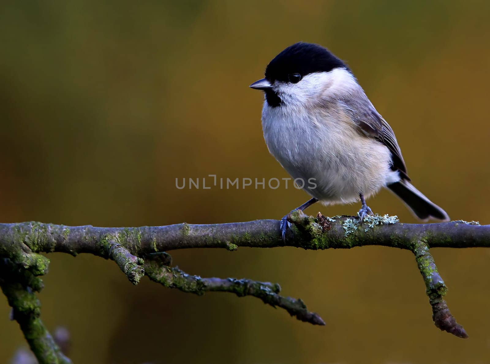 In the evening light