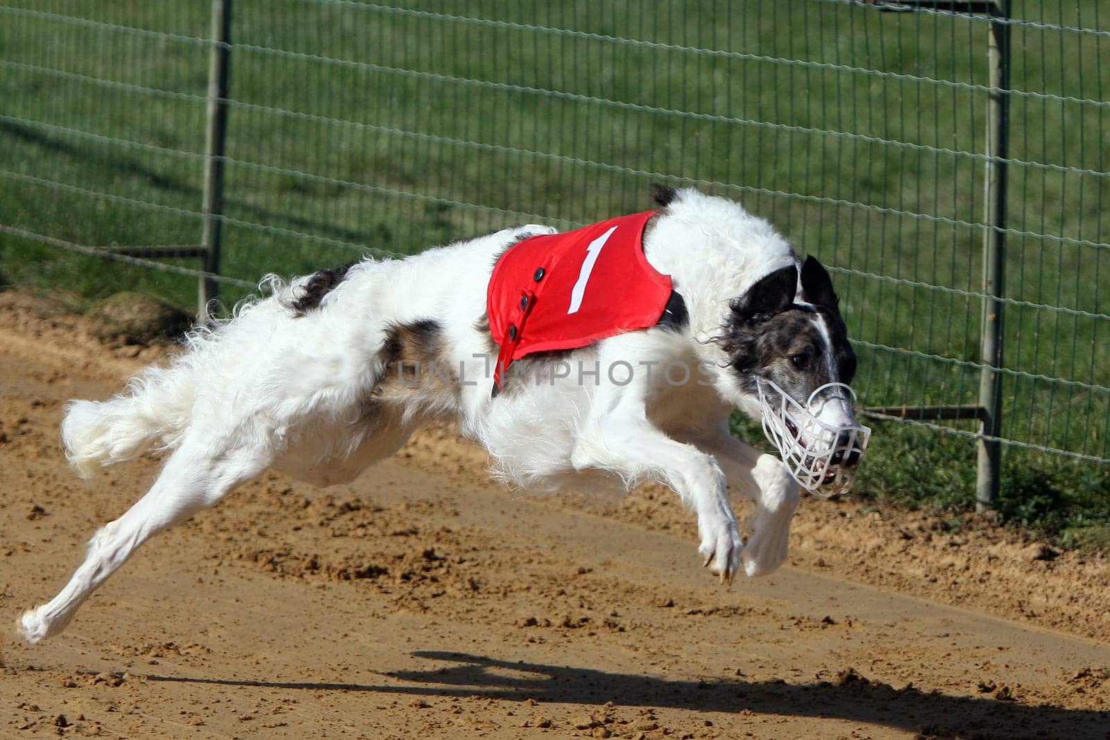 Borzoi - a Russian greyhound at the race