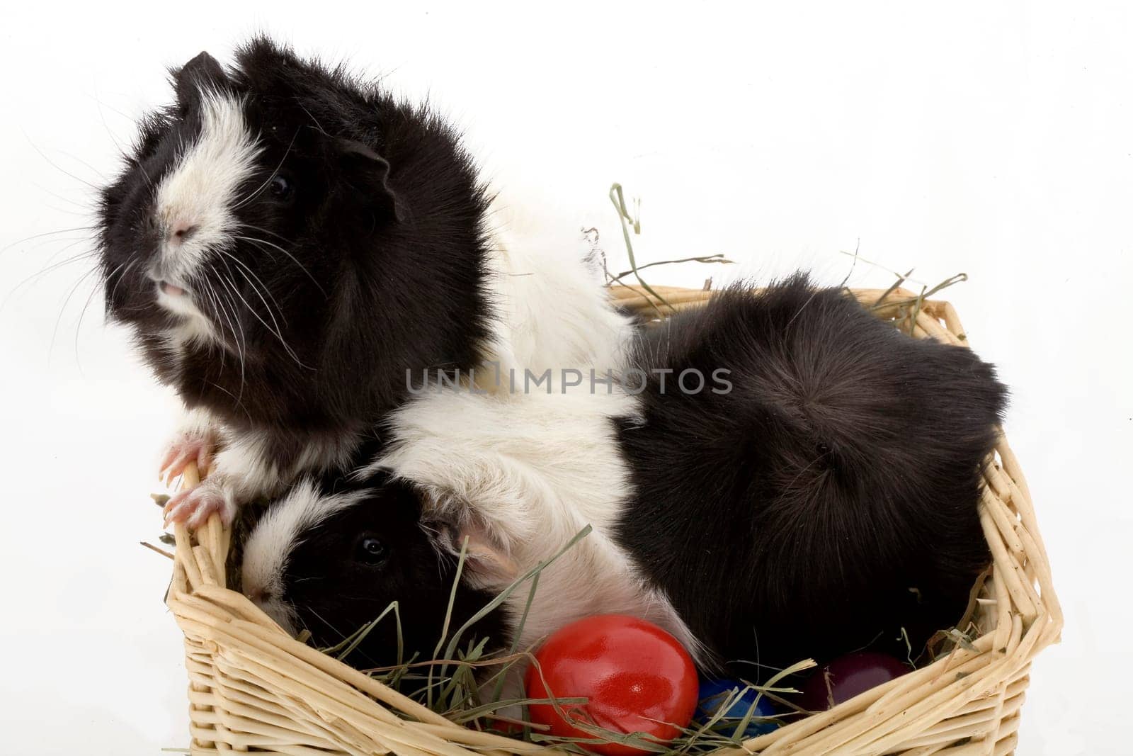 Easter or easter egg