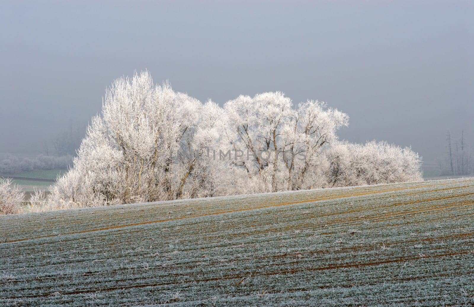 Hoarfrost
