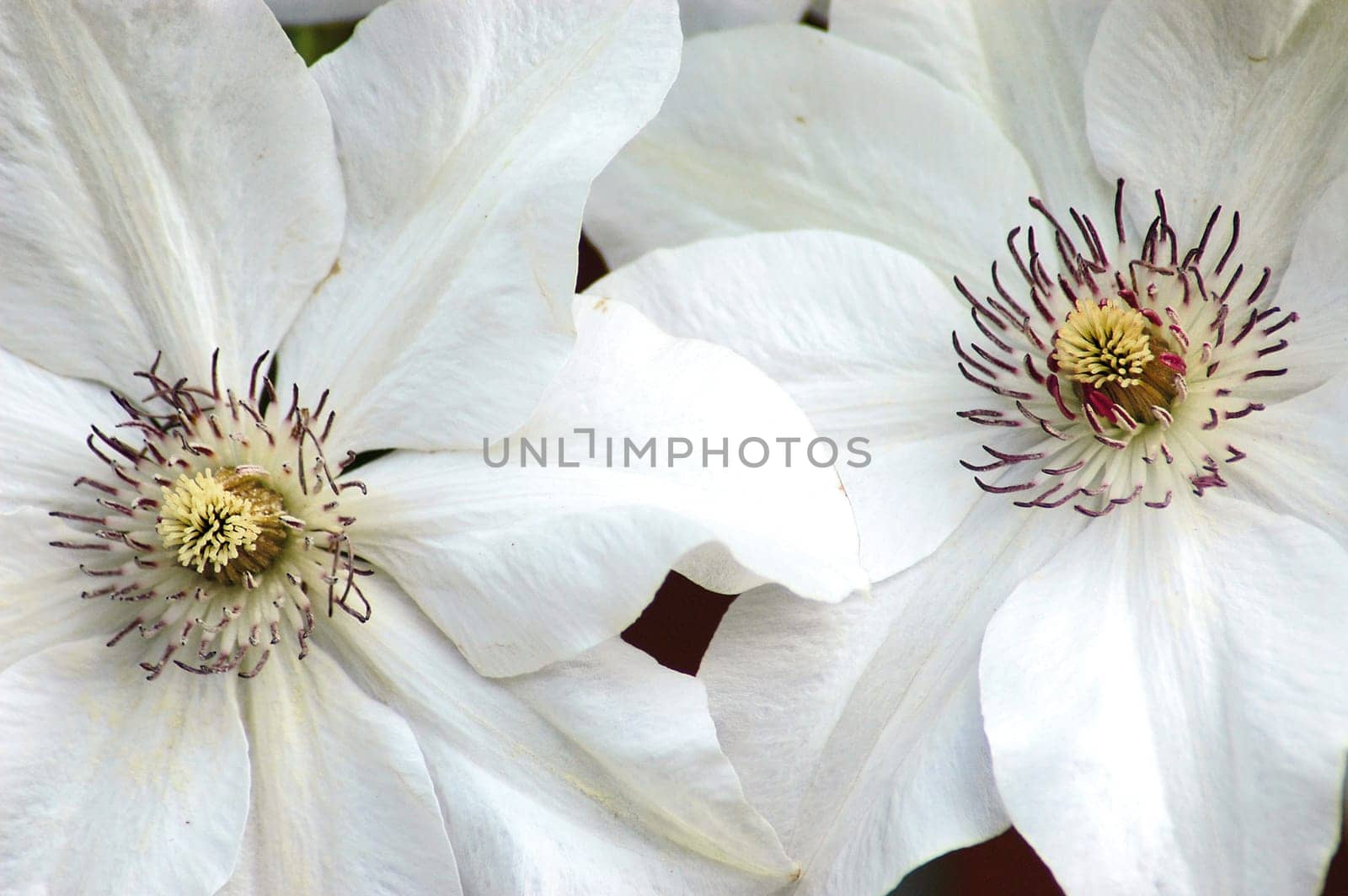 white clematis