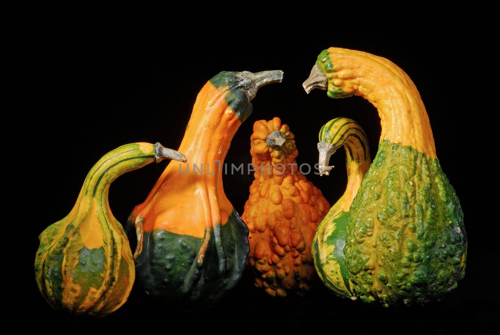 Ornamental pumpkins