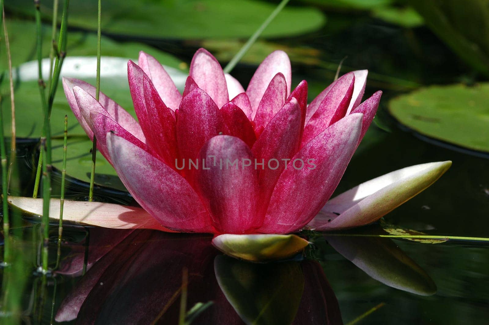 Water Lily 3