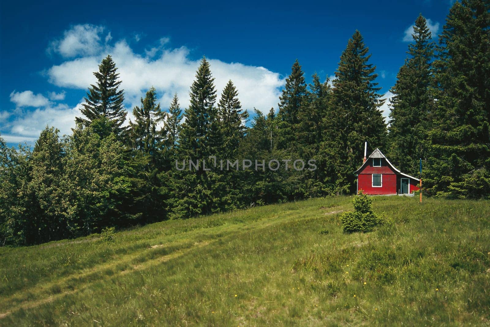 Cabin by the forest