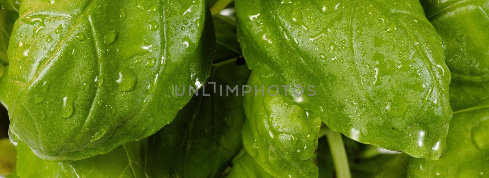 Basil