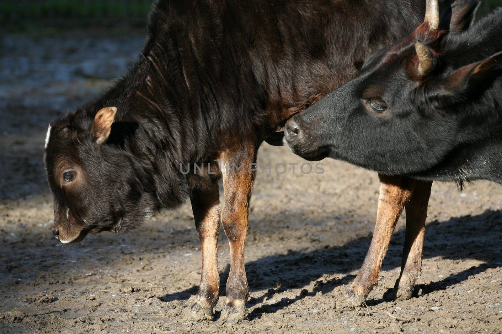Zebus mother and her cub