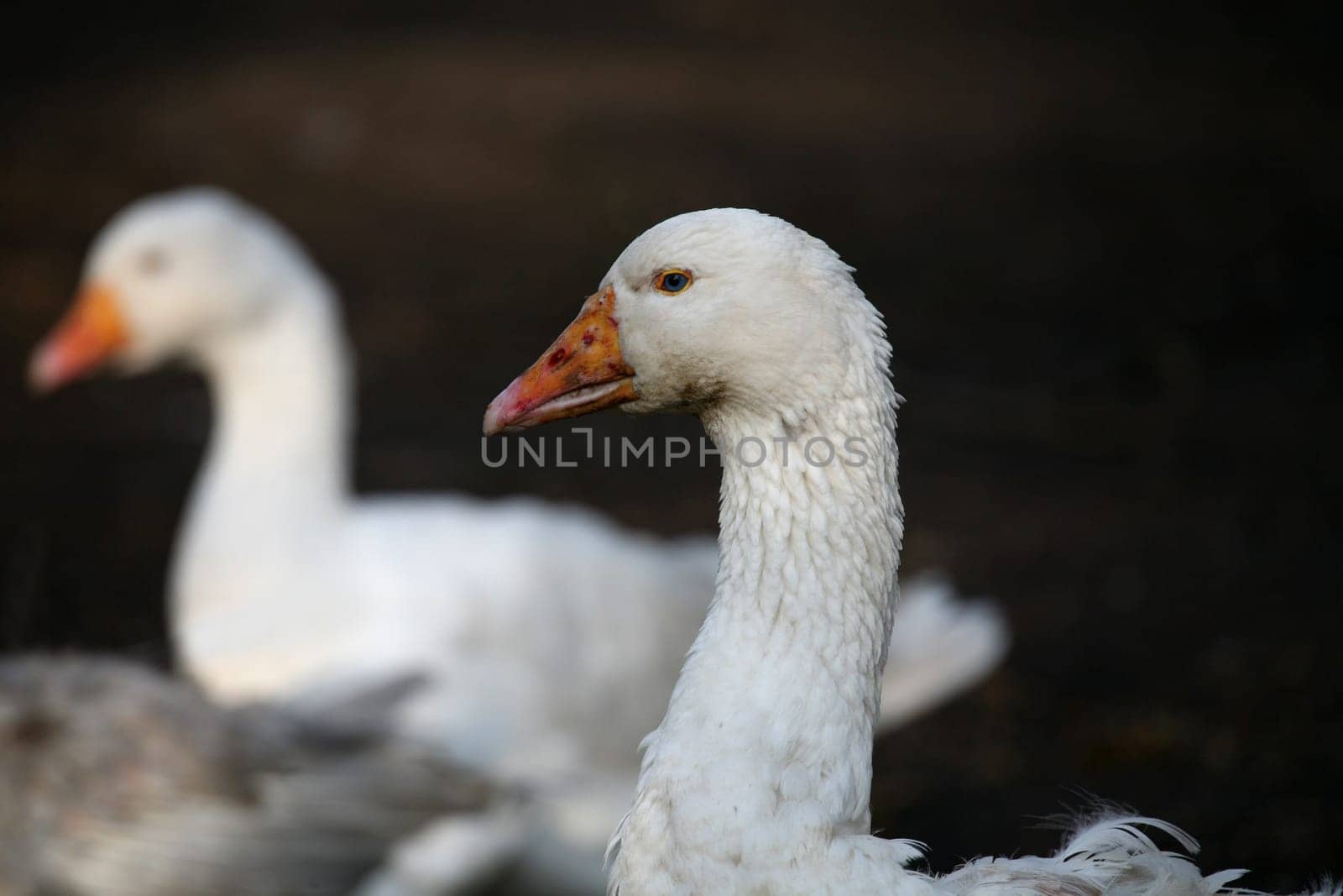 Portrait of a large white bird