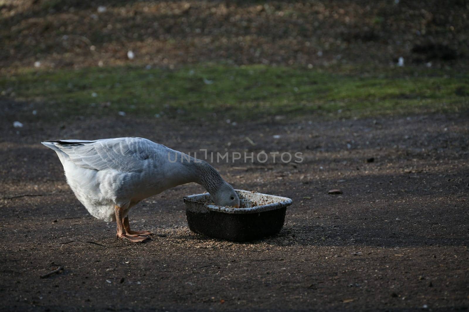Feeding trough
