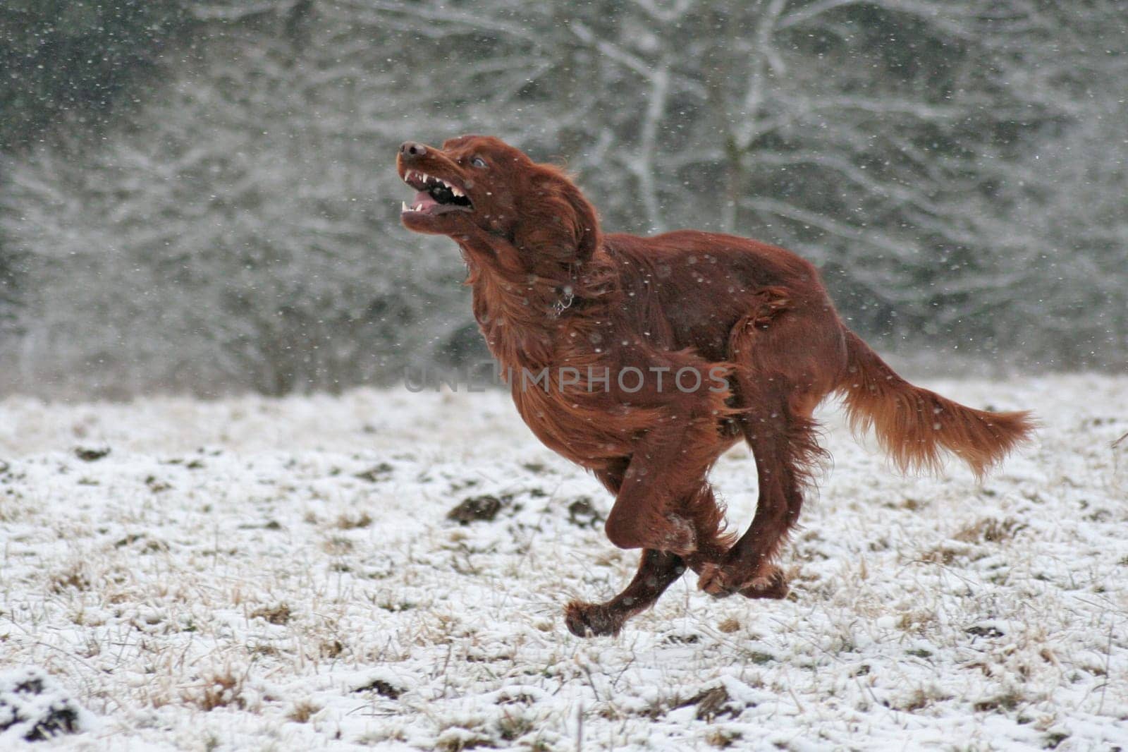 Snowdog