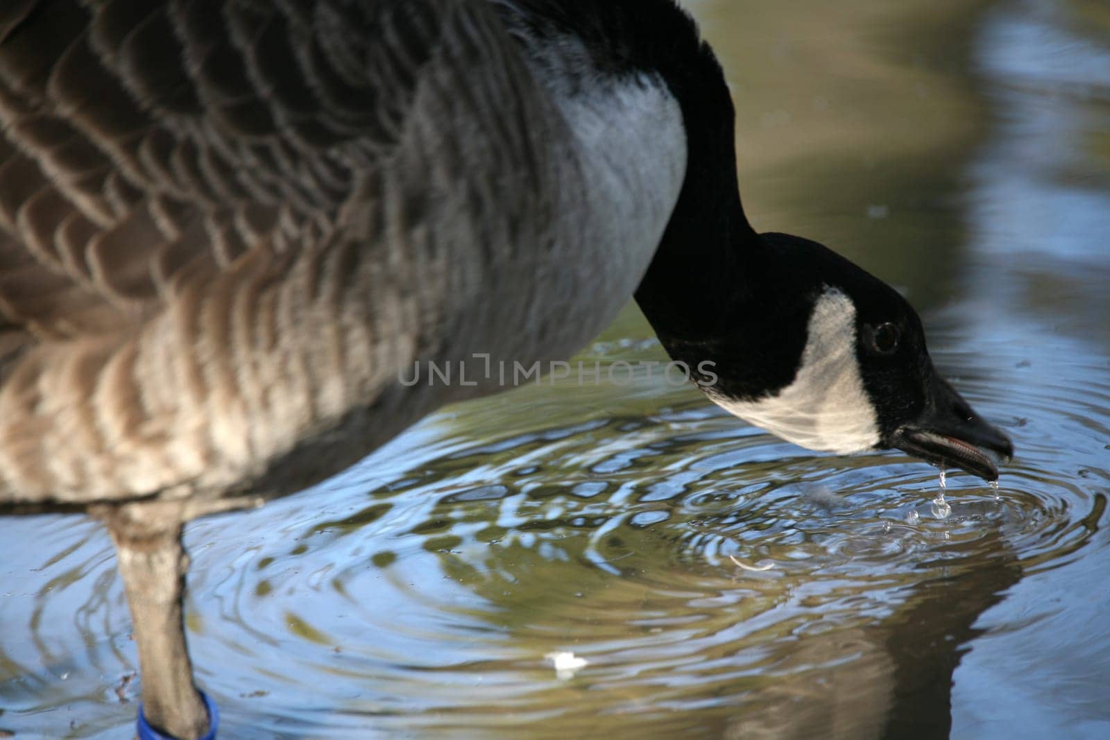 Canada goose on the water