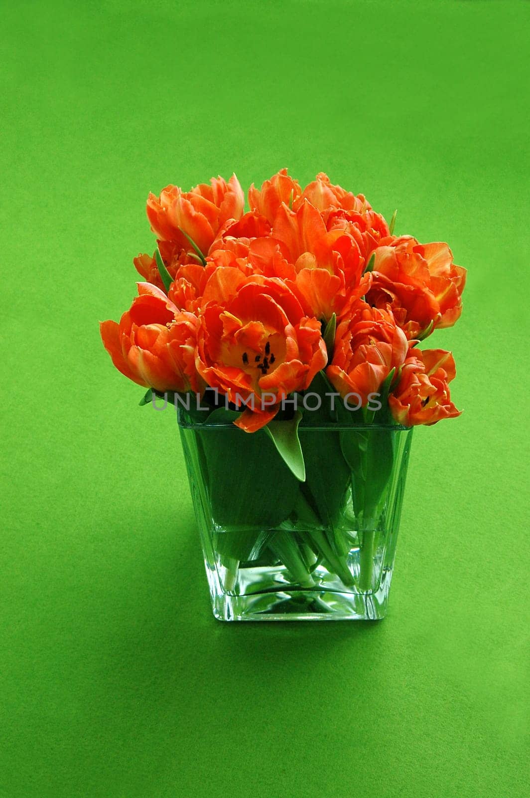 Spring tulips 2