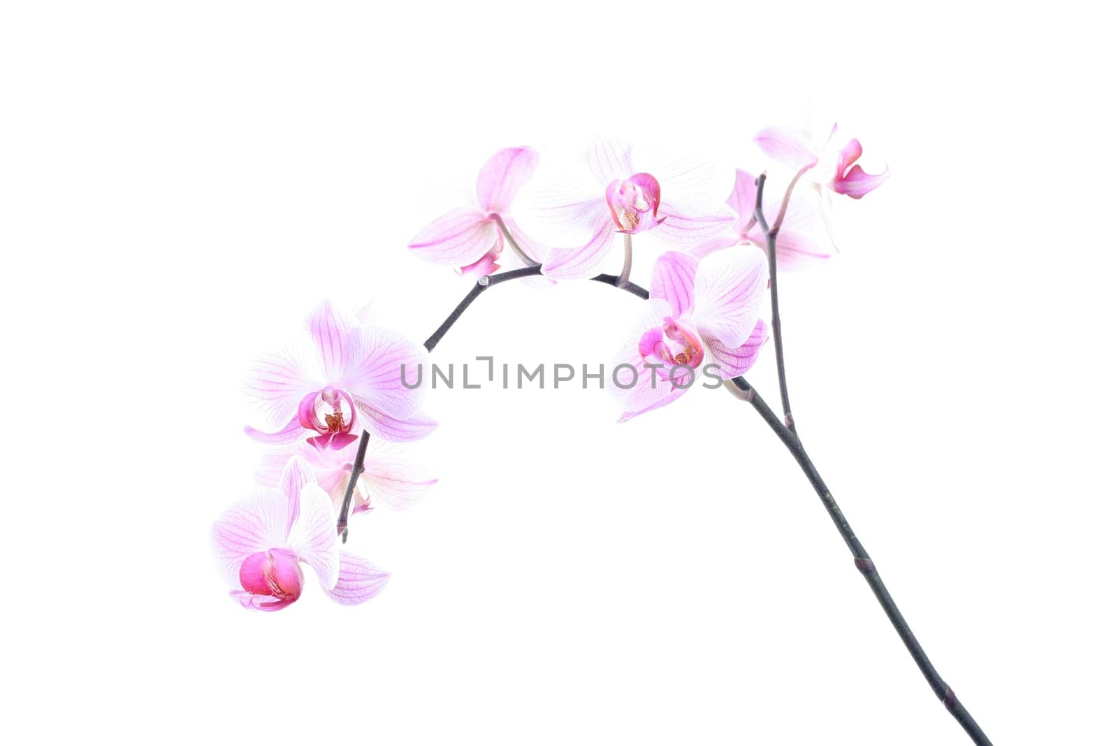 Phalaenopsis - Orchid