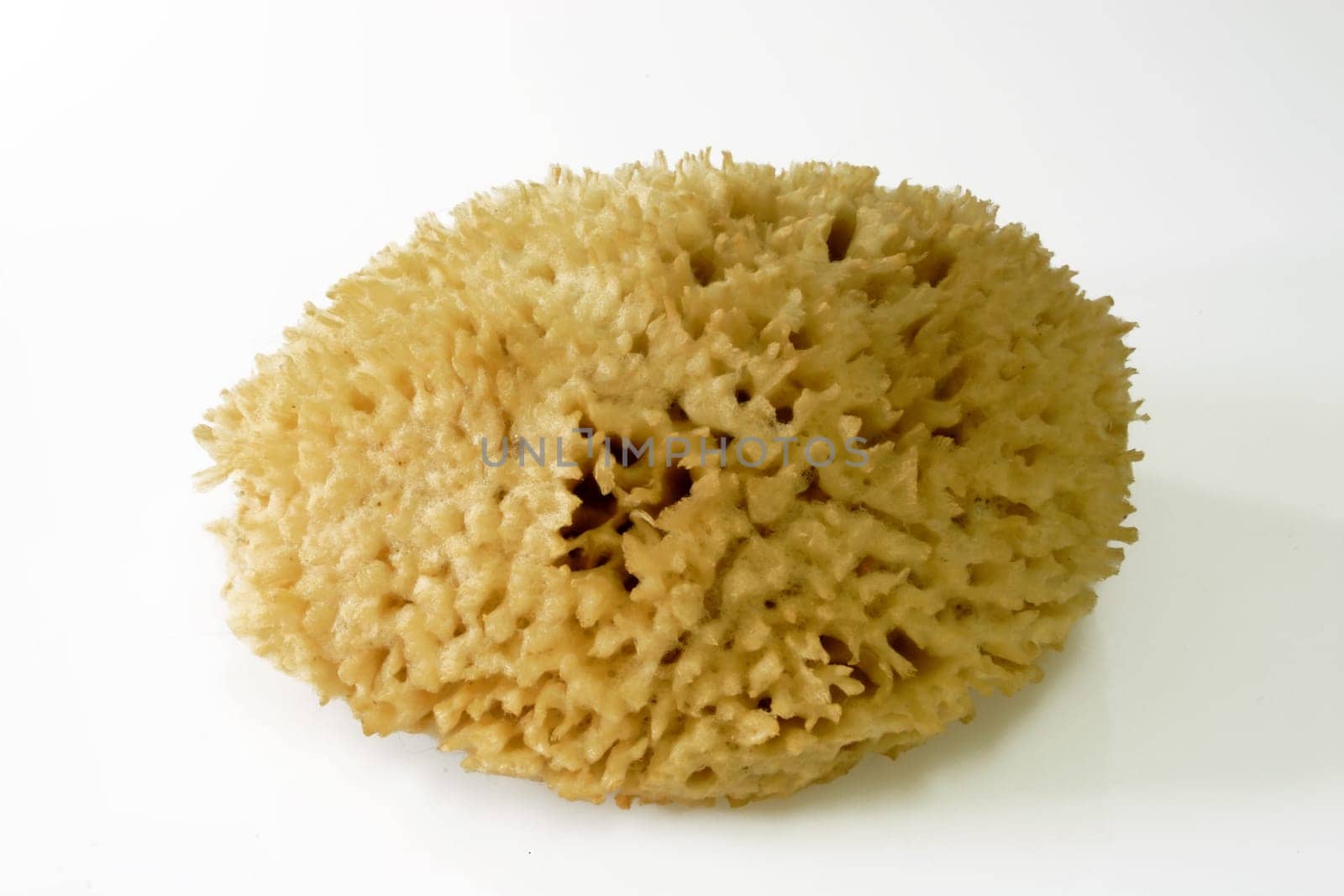 Natural sponge