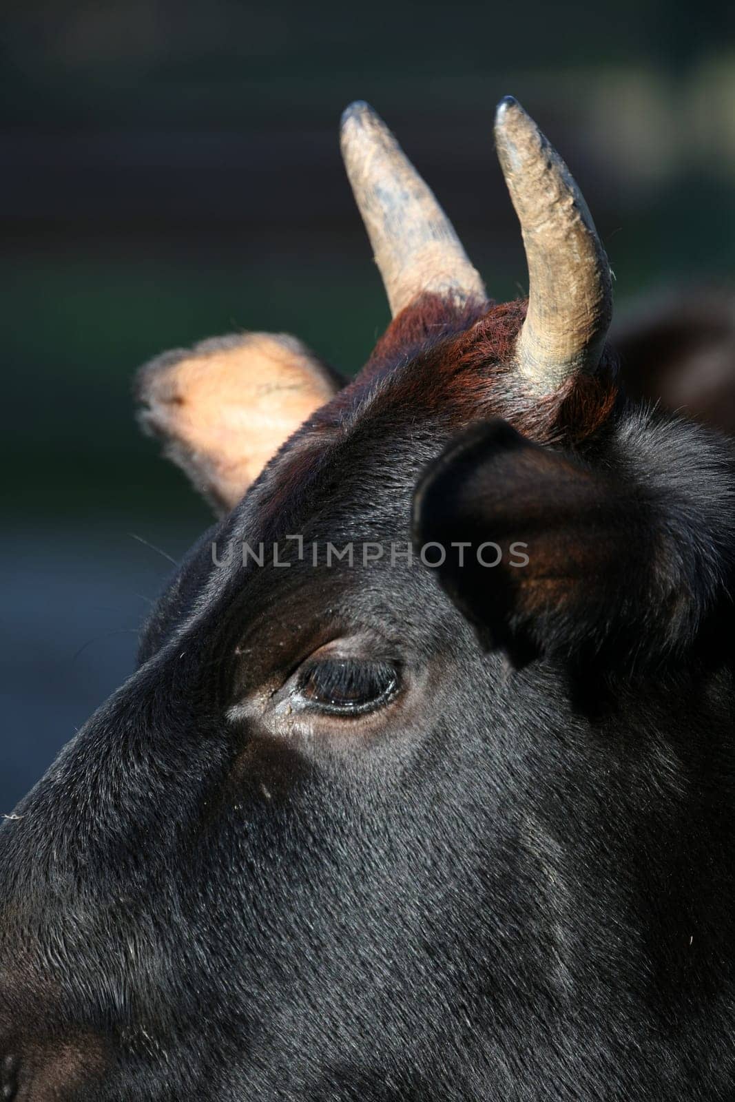 Horns of a humpback cow