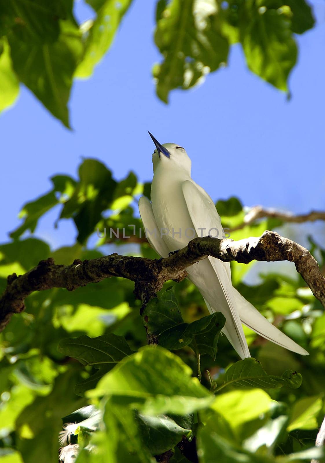 They live in the tropical and subtropical zones of the world's oceans,especially on small islands south of the equator. In the Atlantic Ocean,it is native to the islands of Ascension,Saint Helena,Trinidad and Fernando de Noronha,and in the Indian Ocean,for example