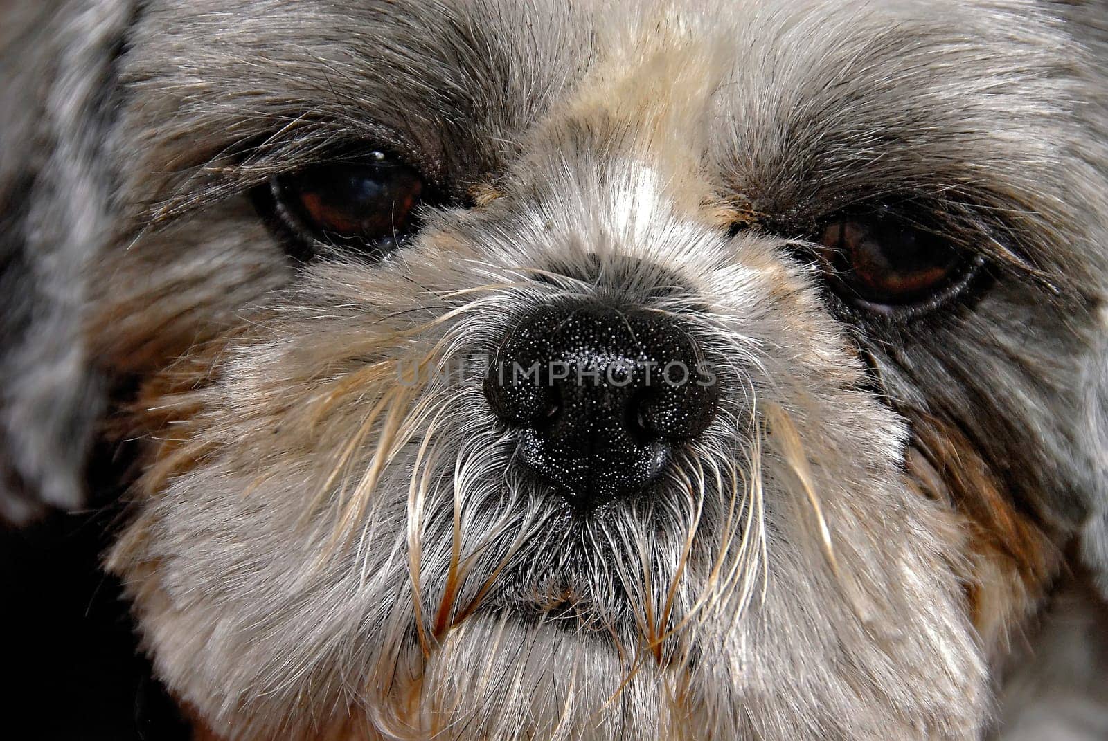Shi-Tzu