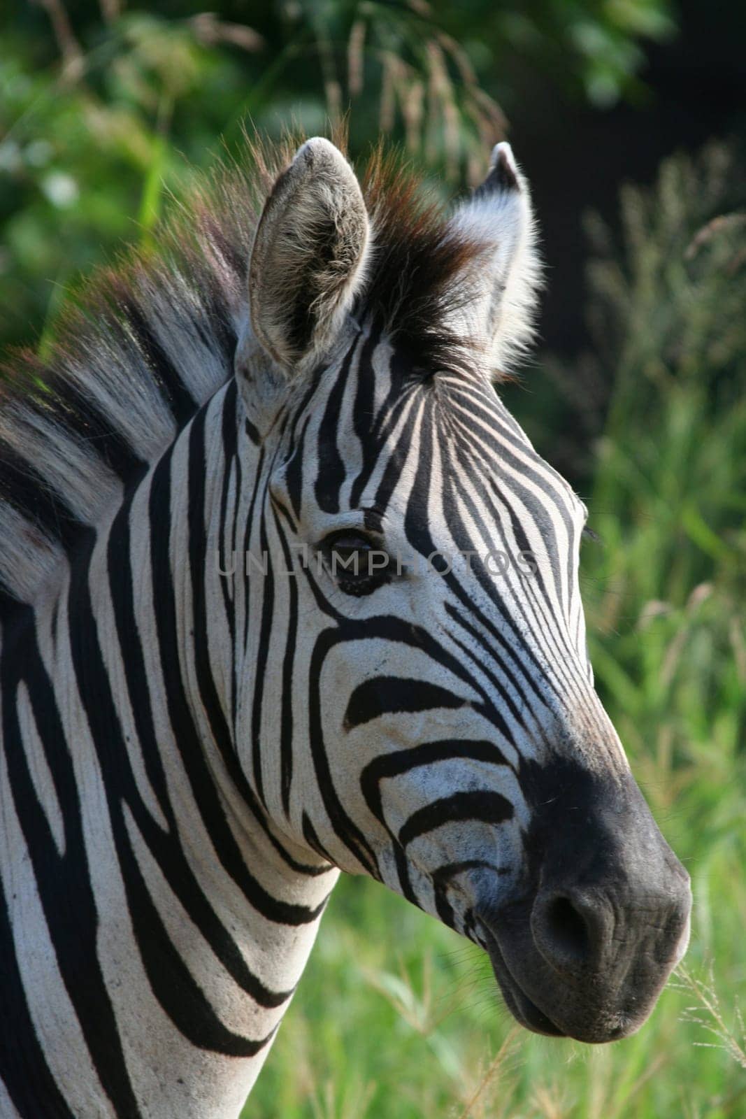 2007 South Africa As stupid as that sounds,I had to do 6 safaris - although zebras are really on almost every corner in Africa - to finally get a nice portrait of a zebra. Sometimes the seemingly simple things are the most difficult things to do.