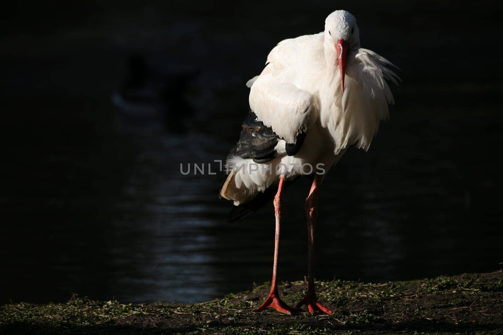 This - unfortunately flightless - stork was literally shivering from the cold (despite the mild winter)