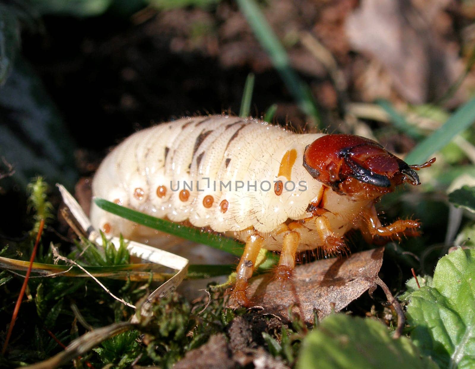 The first time I dug up the cold frame,I was able to find the larvae of the May beetle. After taking pictures,the animal was put back in its element!
