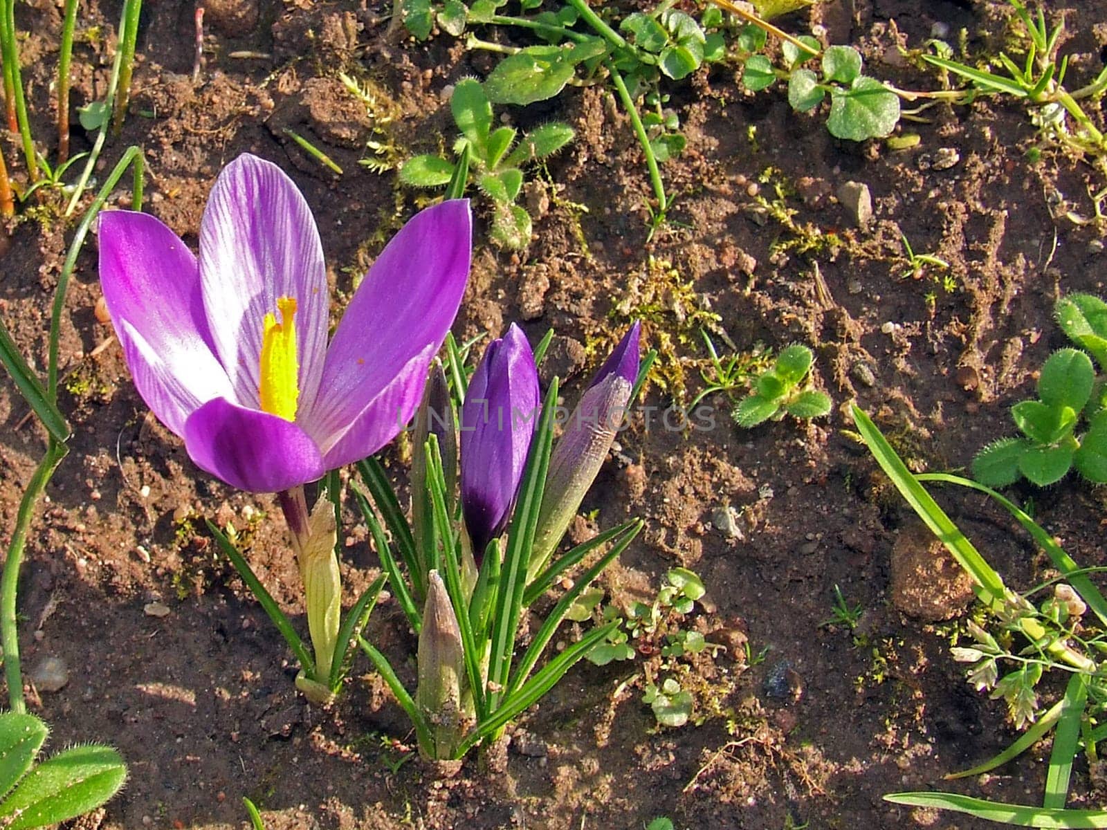 Crocuses