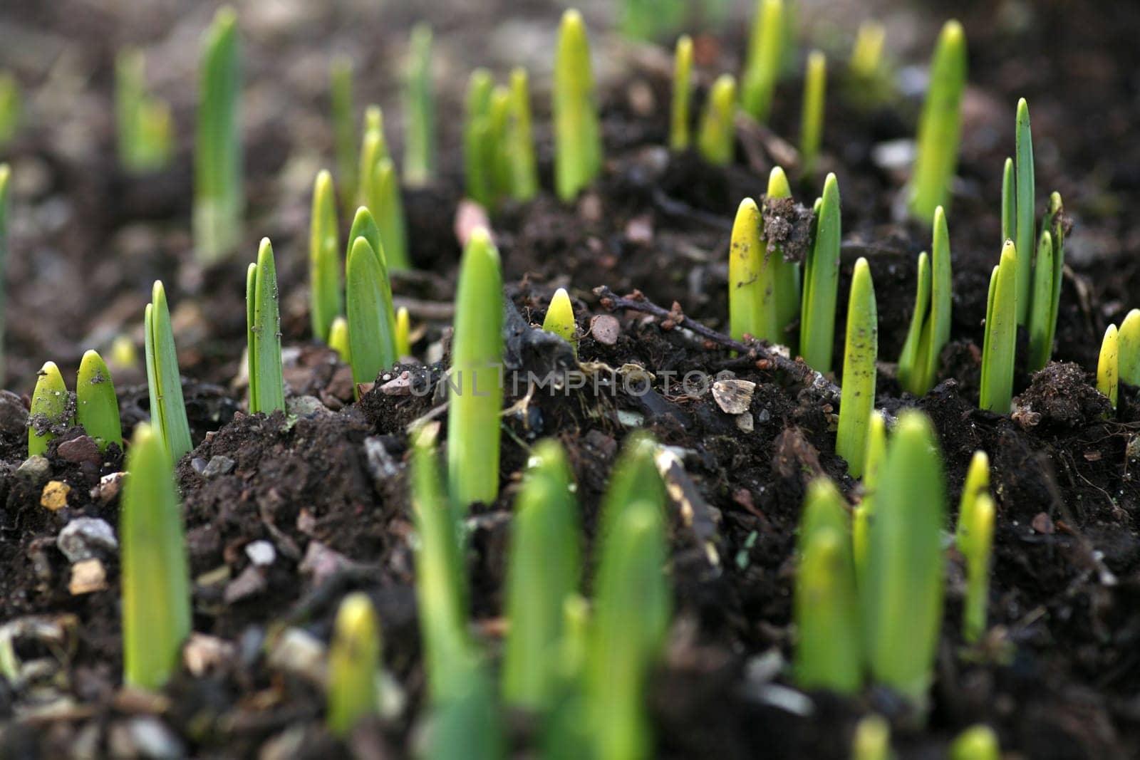Daffodil sprouts