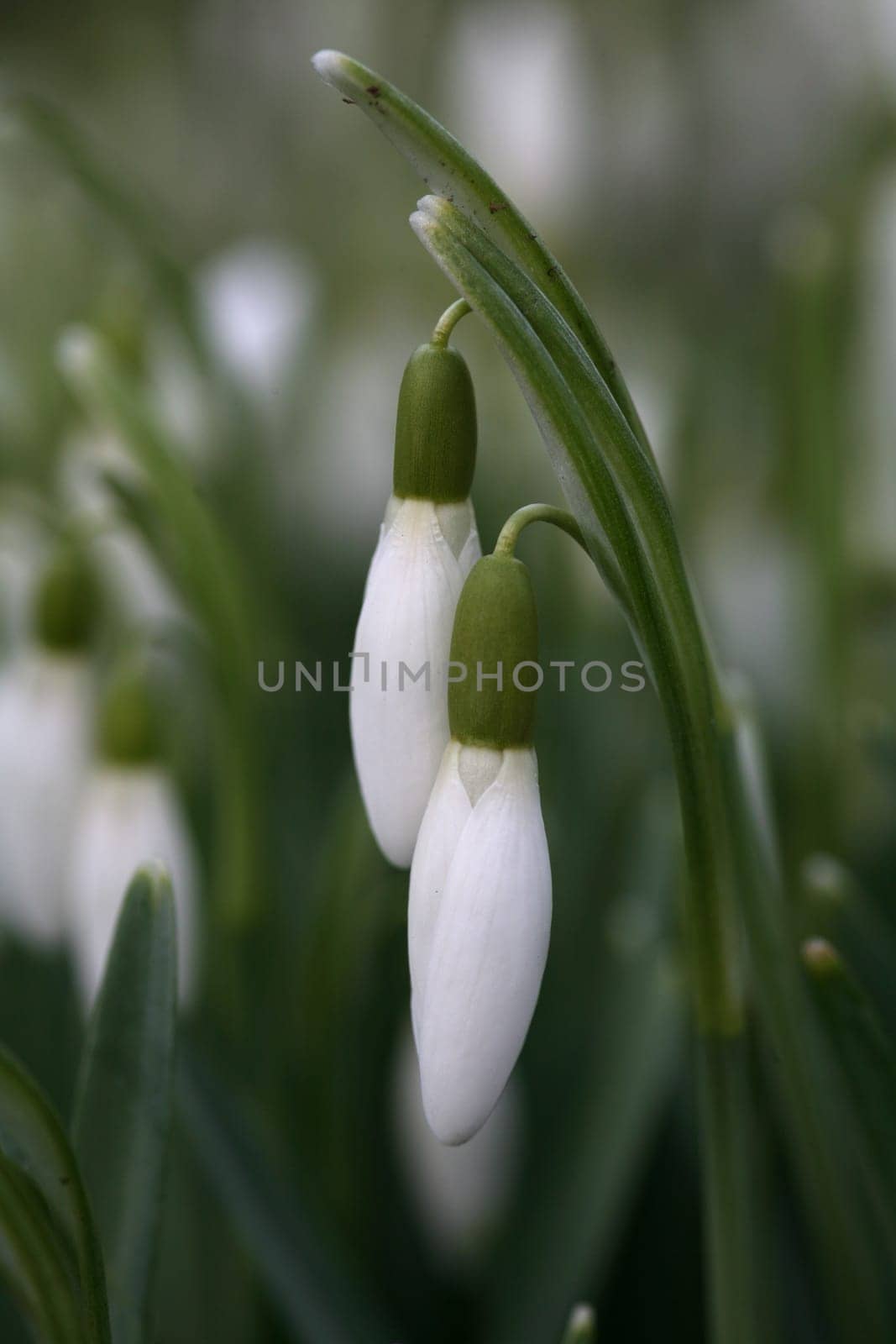 Snowdrop