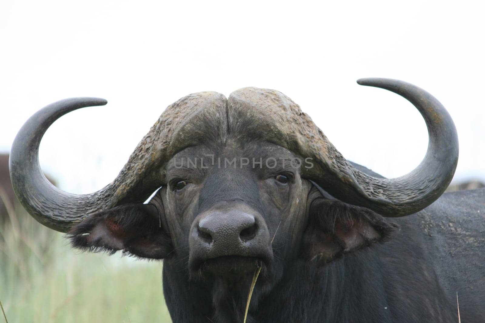 2007 South Africa,Mzima Private Game Reserve