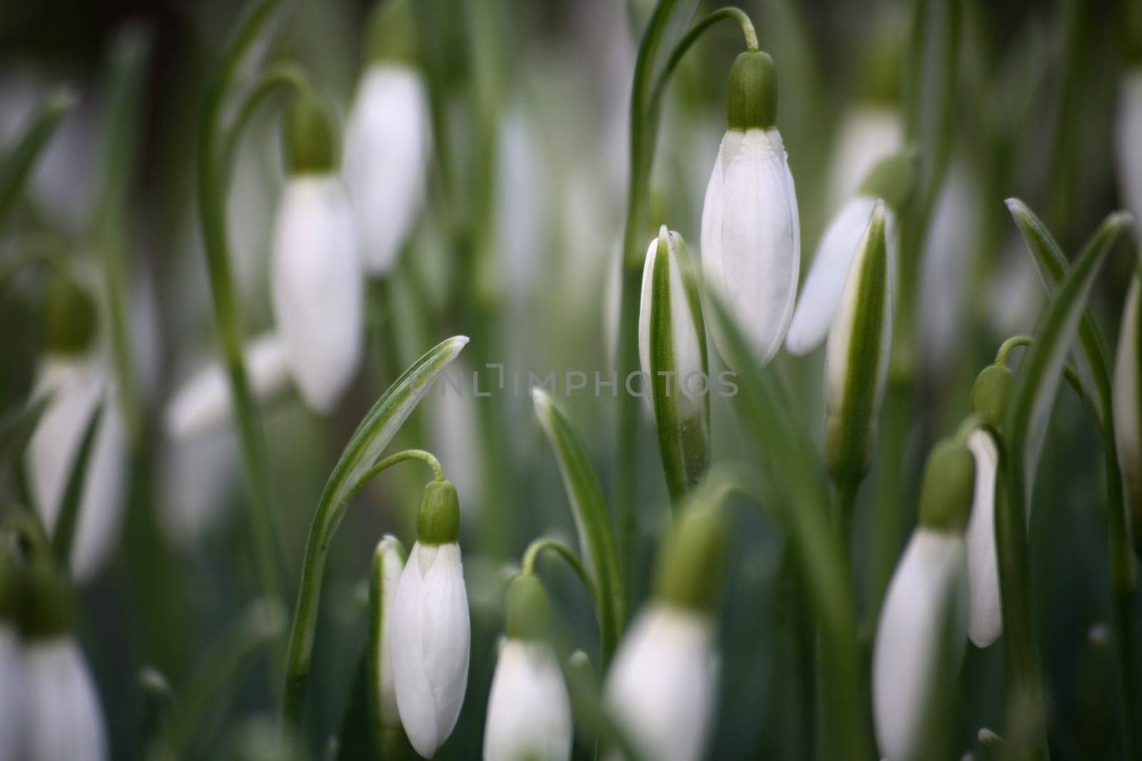 Snowdrop