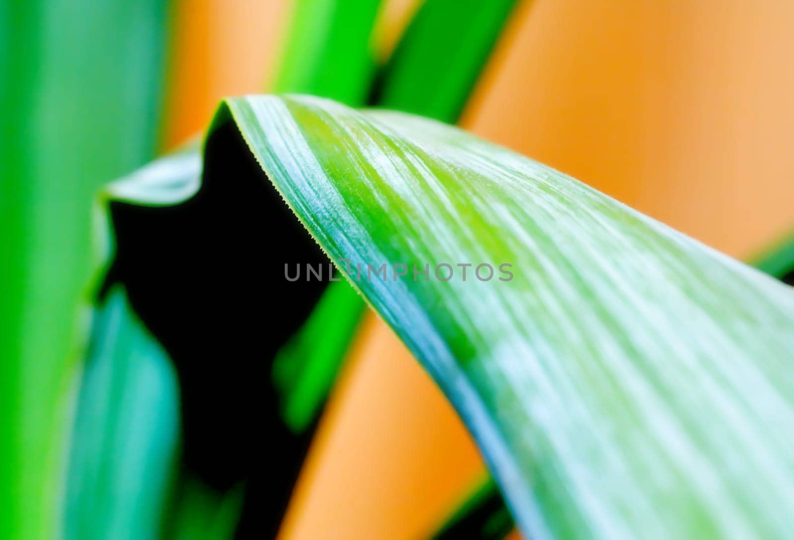 Yucca