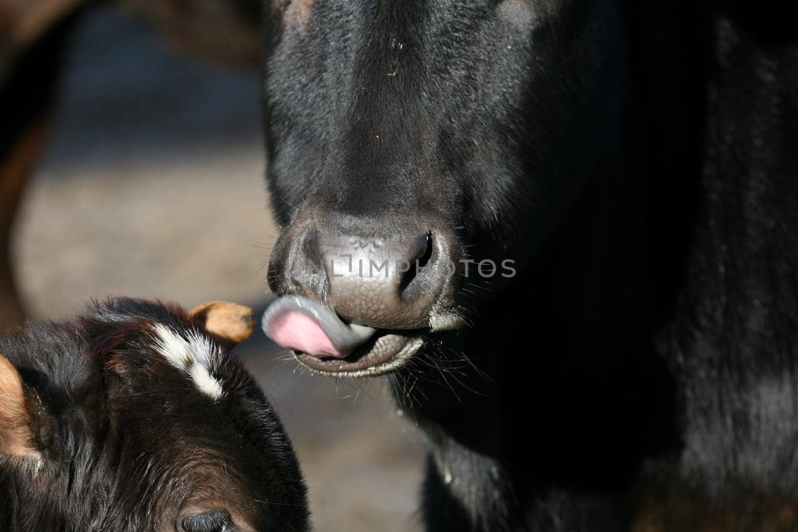 Tongue of a humpback cow