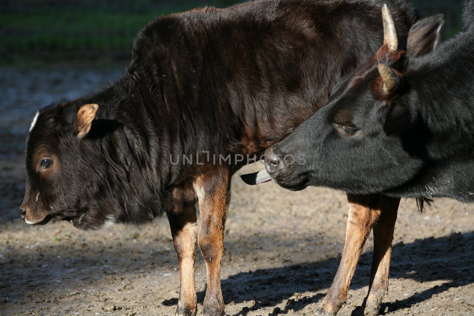 Zebus mother and her cub