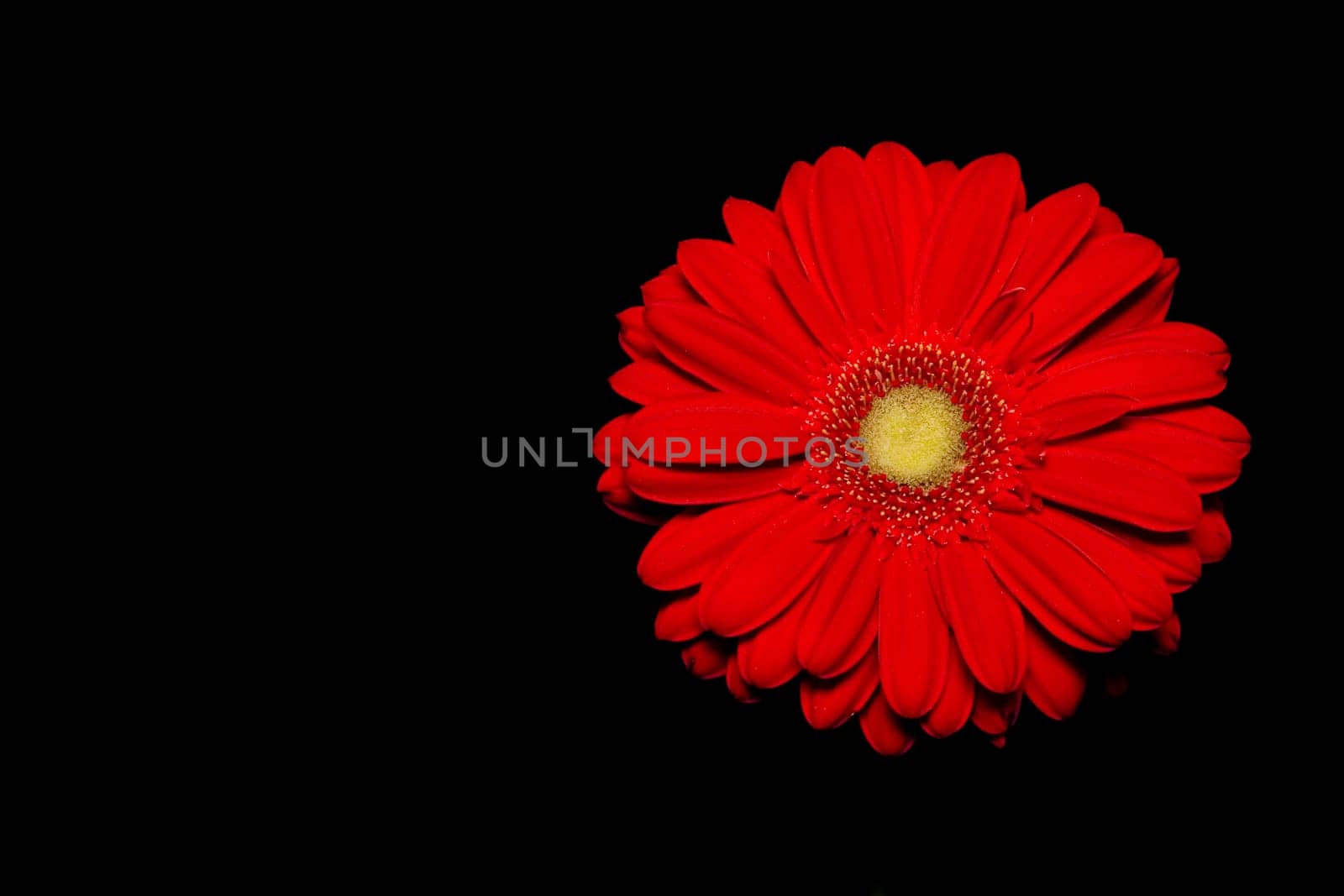 Red gerberas