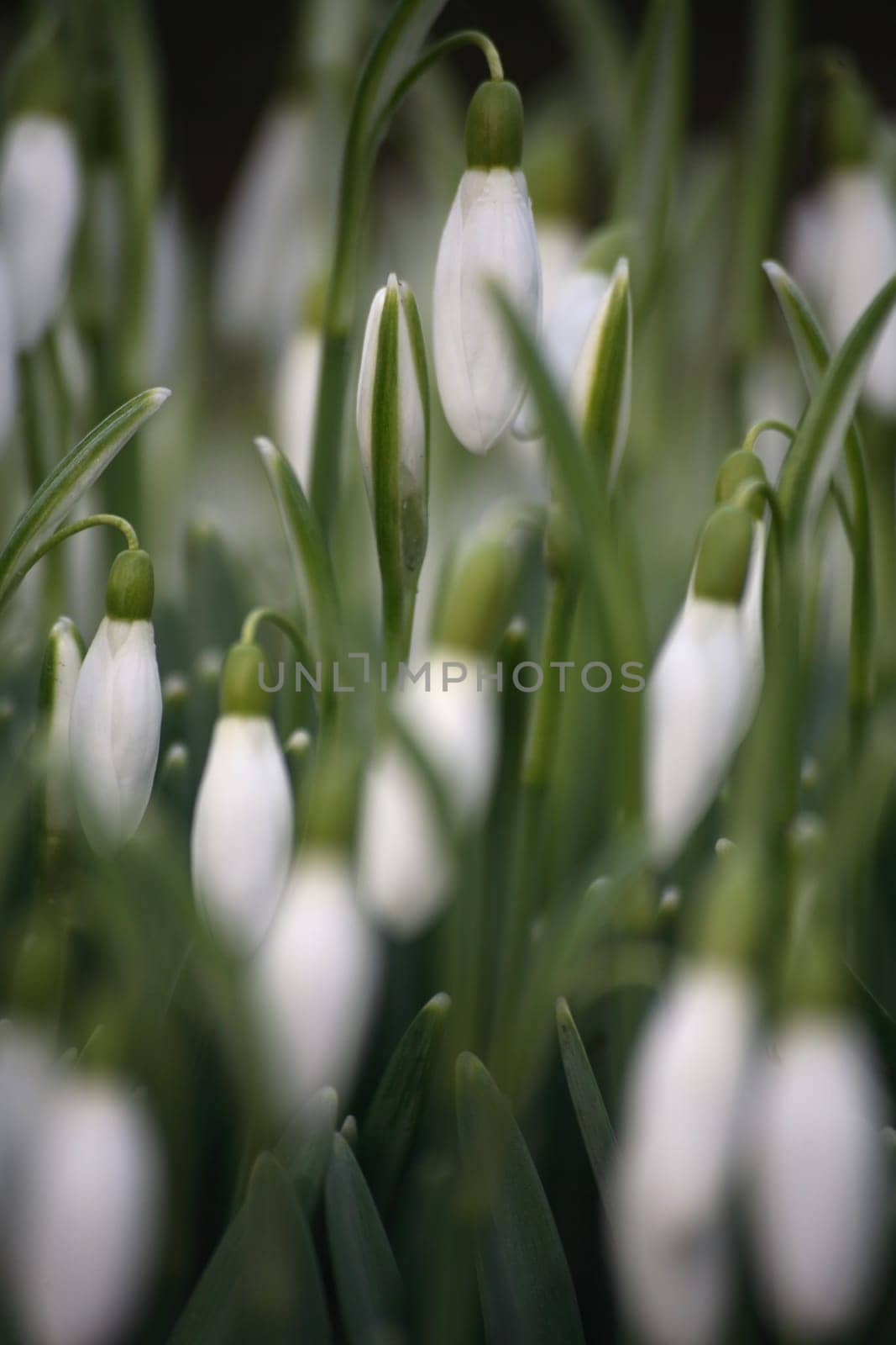 Snowdrop