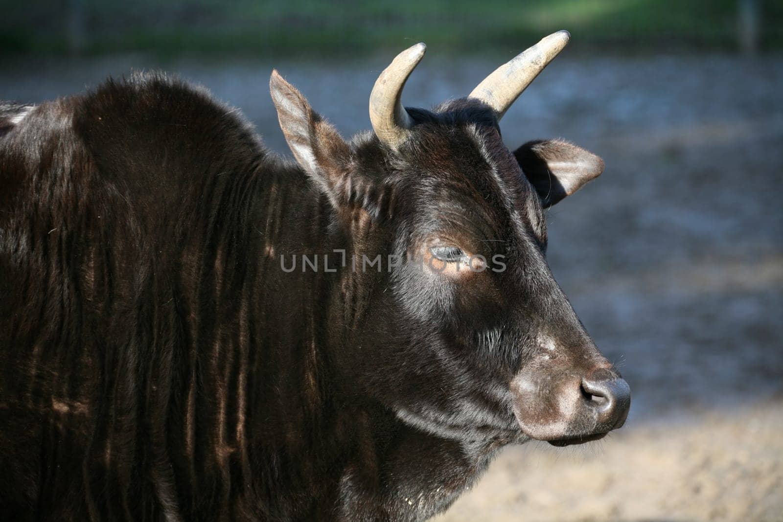 Zebu