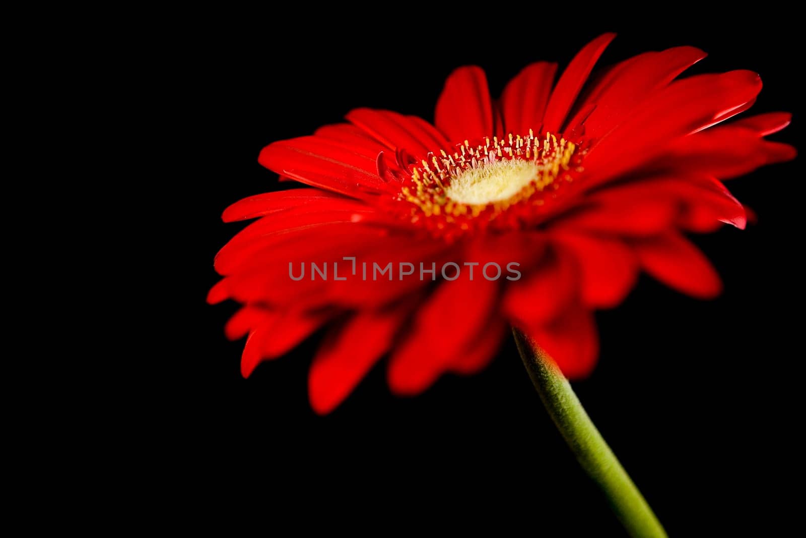 Red gerberas
