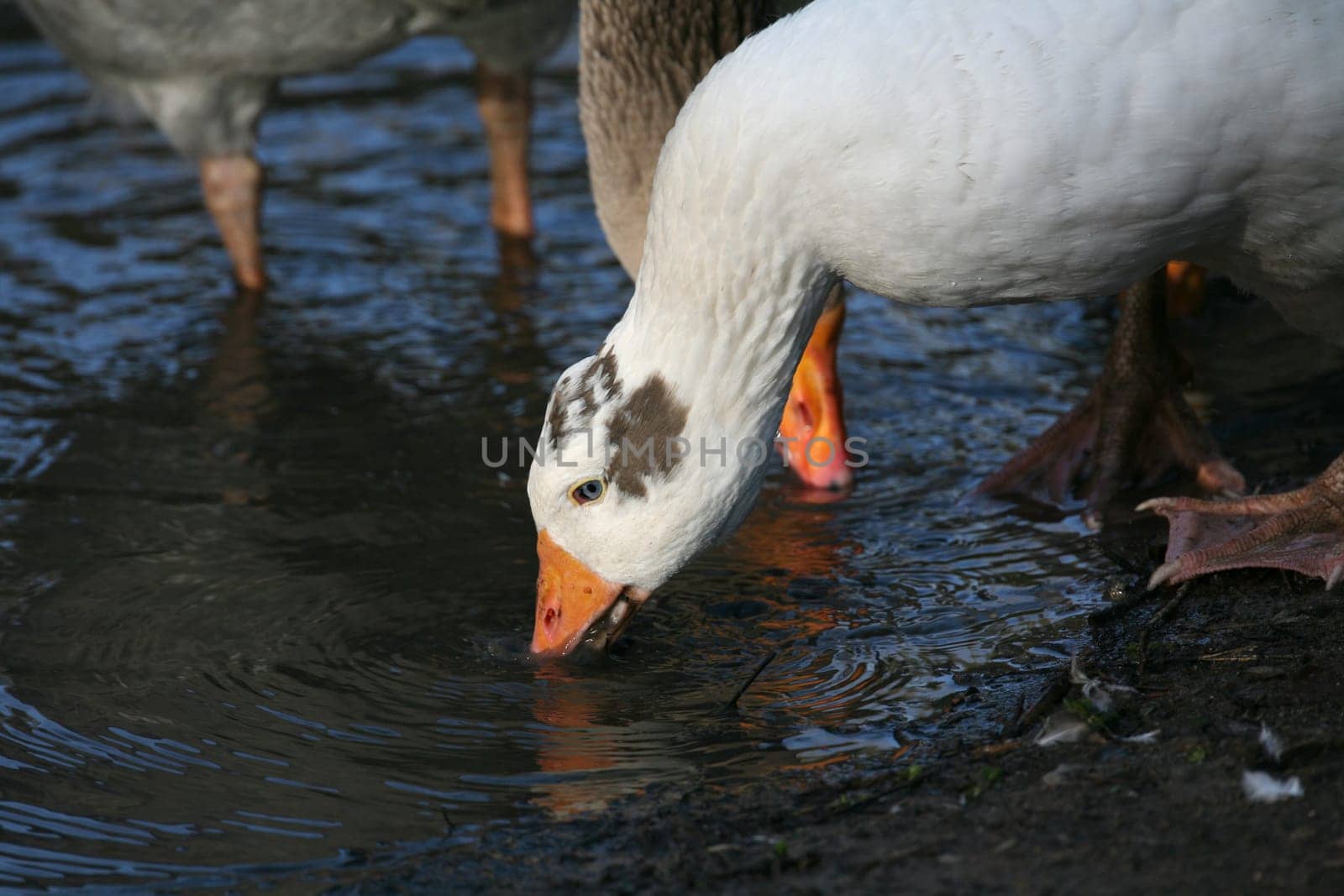 Thirsty