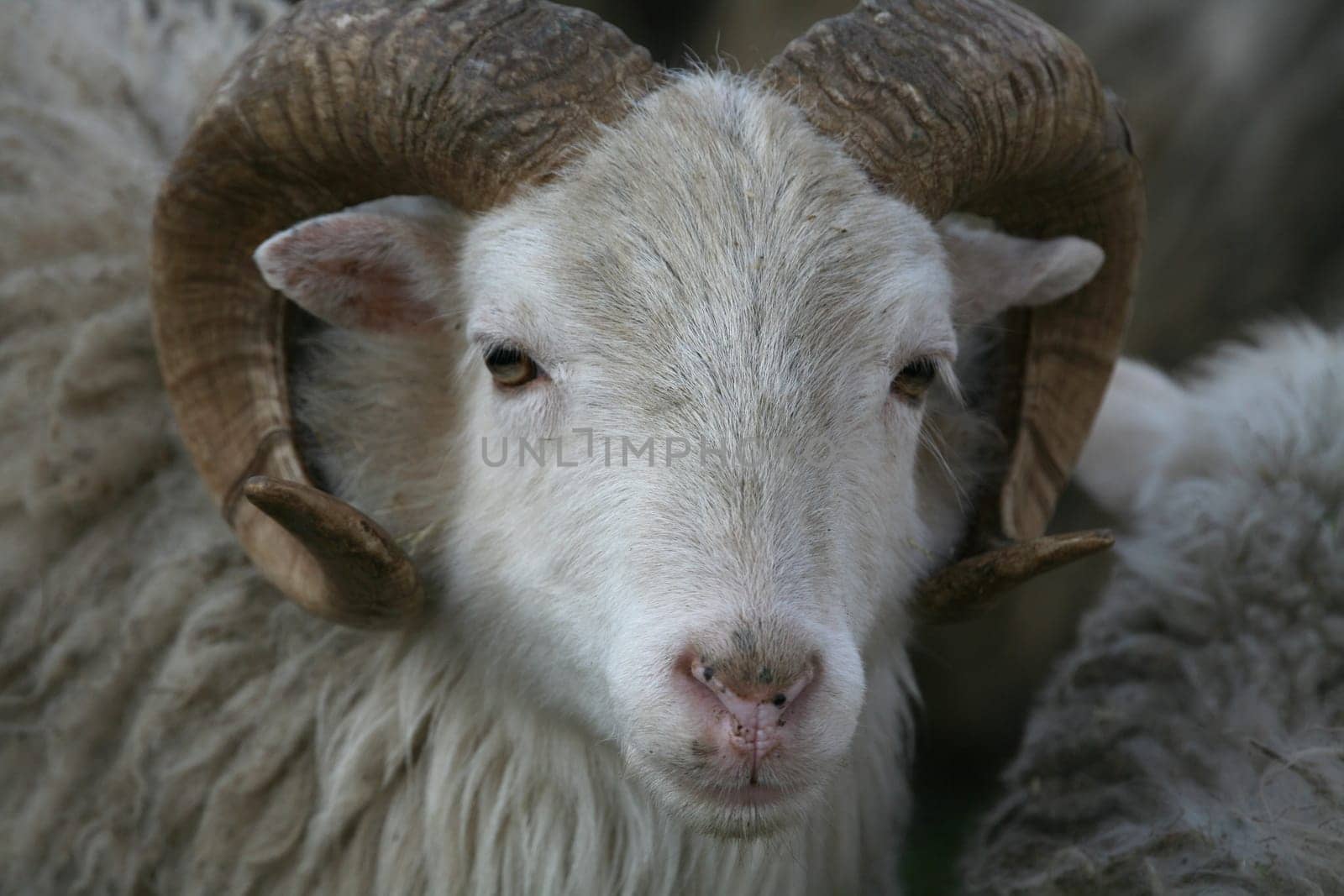 Shaggy farm animal