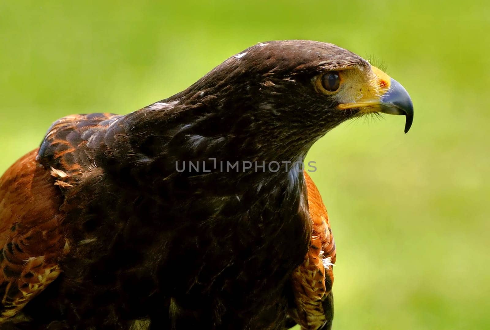 Proud bird