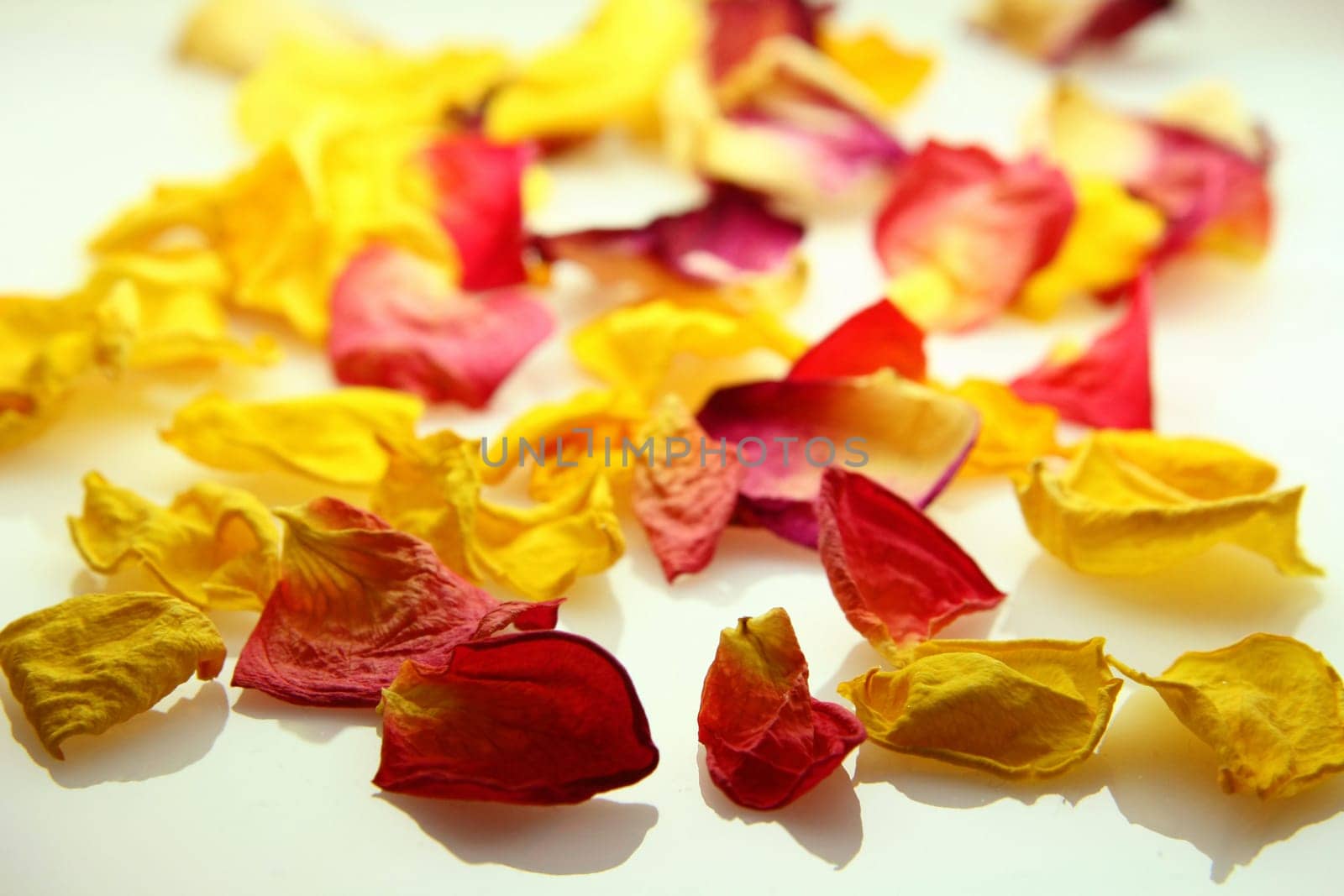 Rose petals