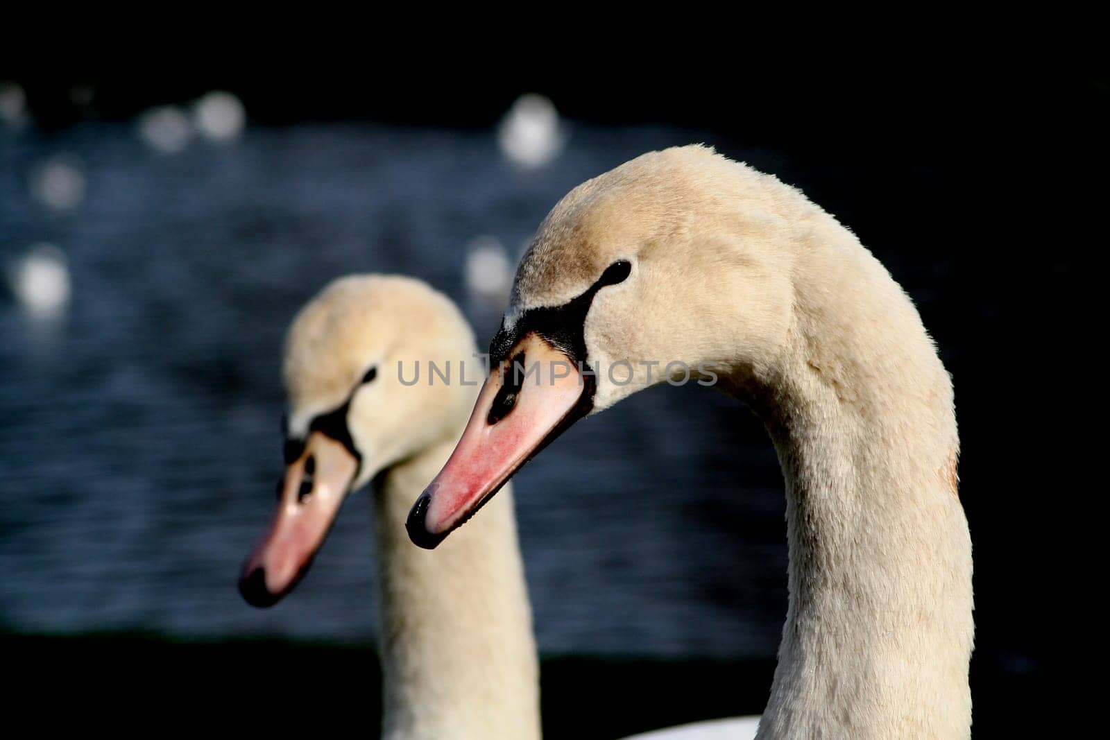 Double head